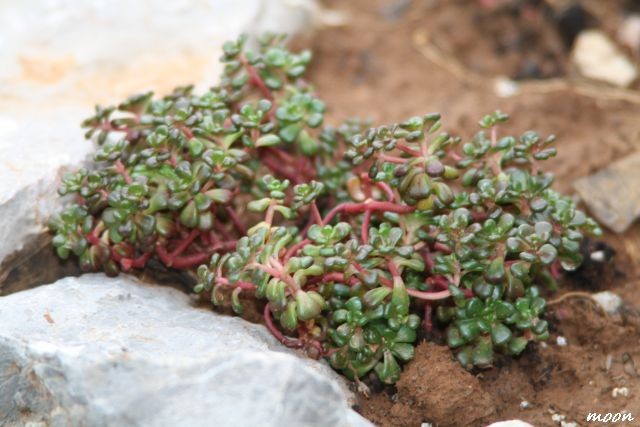sedum
